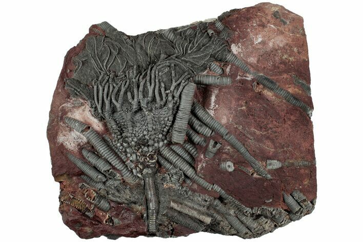 Silurian Fossil Crinoid (Scyphocrinites) Plate - Morocco #223288